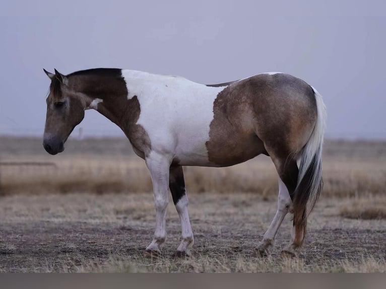 Paint-häst Valack 11 år 142 cm Gulbrun in Lisbon, IA