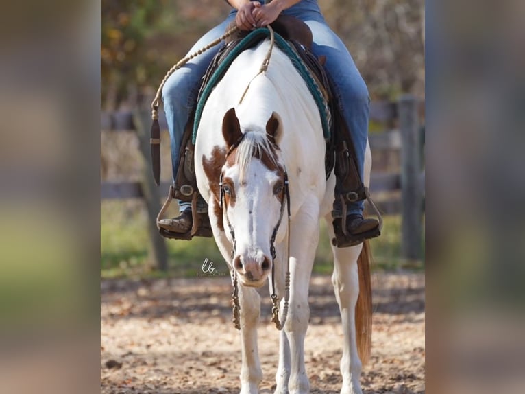 Paint-häst Valack 11 år 147 cm Fux in Terrell