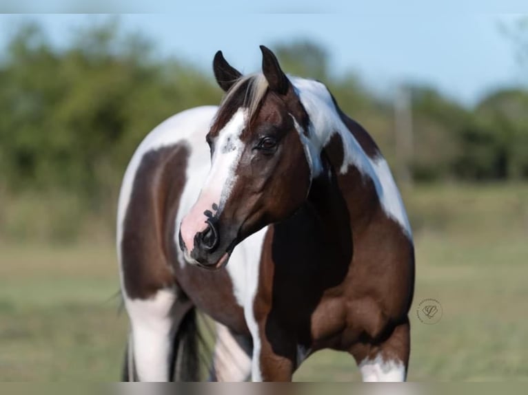 Paint-häst Valack 11 år 147 cm Tobiano-skäck-alla-färger in Raveena, TX