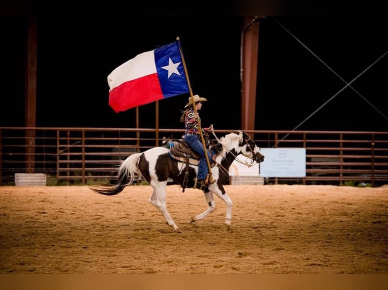 Paint-häst Valack 11 år 147 cm Tobiano-skäck-alla-färger in Raveena, TX