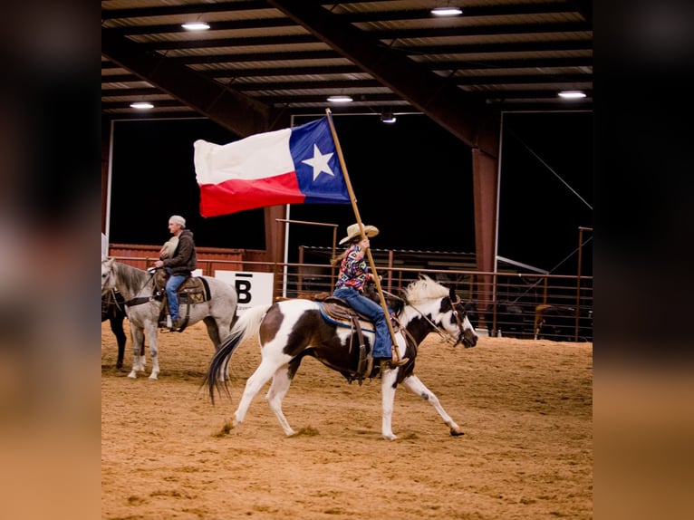 Paint-häst Valack 11 år 147 cm Tobiano-skäck-alla-färger in Raveena, TX