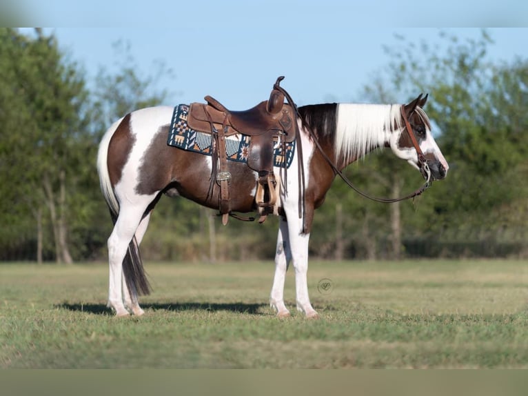Paint-häst Valack 11 år 147 cm Tobiano-skäck-alla-färger in Raveena, TX