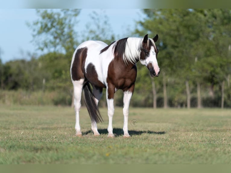 Paint-häst Valack 11 år 147 cm Tobiano-skäck-alla-färger in Raveena, TX