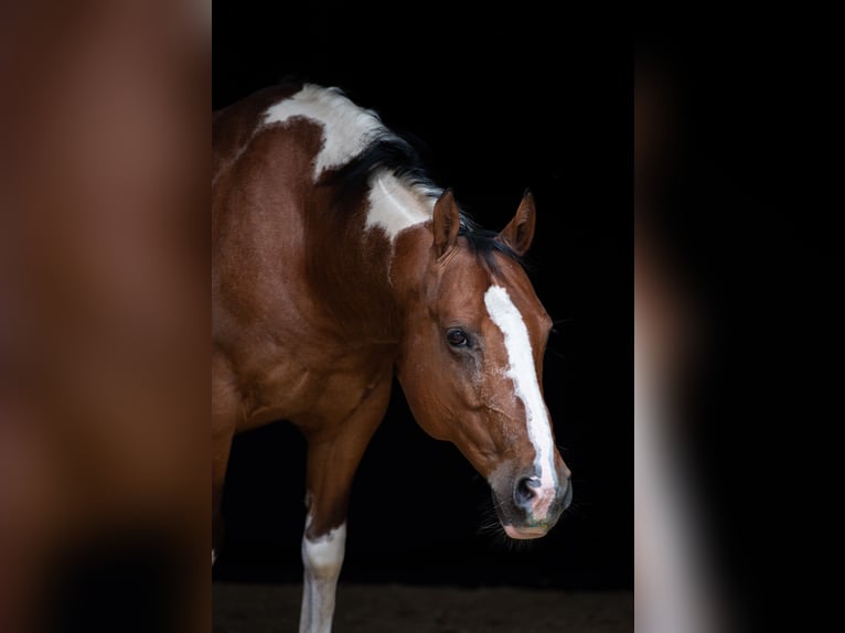 Paint-häst Blandning Valack 11 år 148 cm Pinto in Datteln