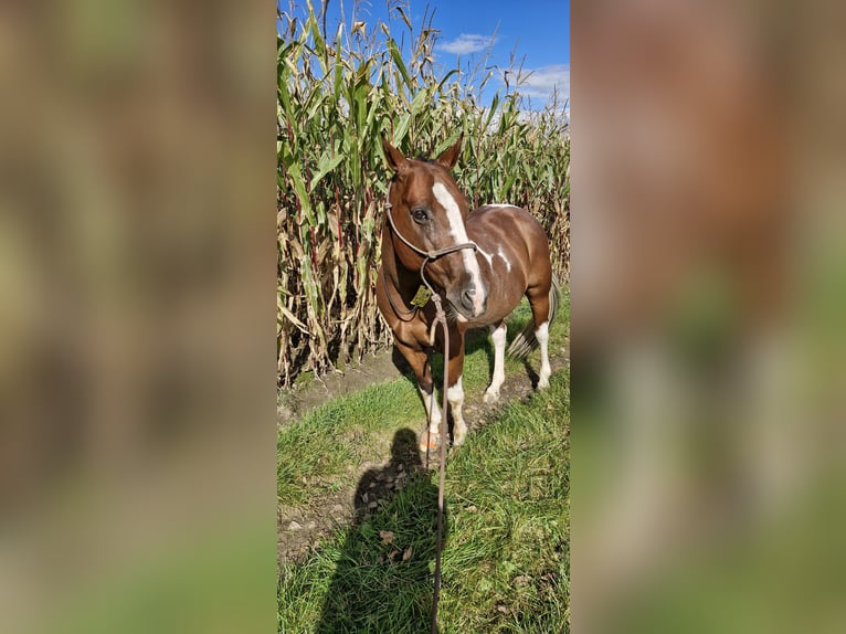 Paint-häst Blandning Valack 11 år 148 cm Pinto in Datteln