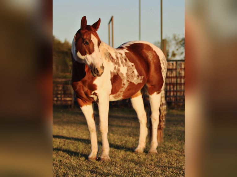 Paint-häst Valack 11 år 150 cm Tobiano-skäck-alla-färger in lipan tx