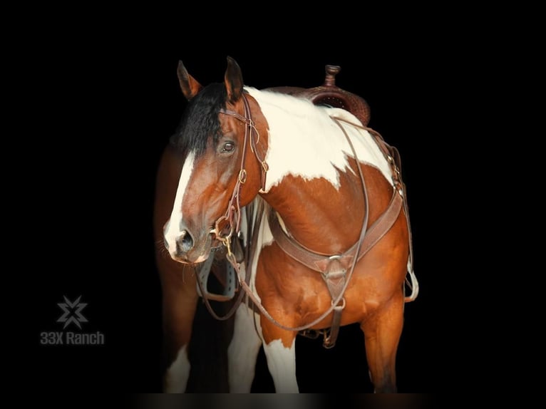 Paint-häst Valack 11 år 152 cm Brun in Needmore, PA