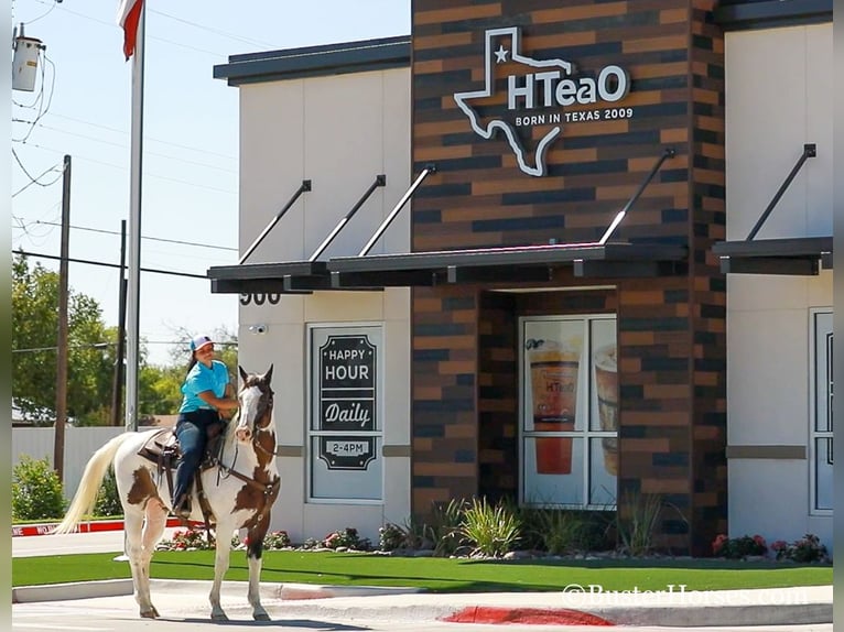 Paint-häst Valack 11 år 152 cm Brun in WEATHERFORD, TX