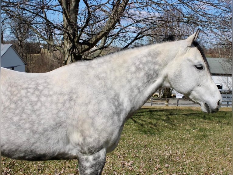 Paint-häst Valack 11 år 152 cm Gråskimmel in Allentown, NJ