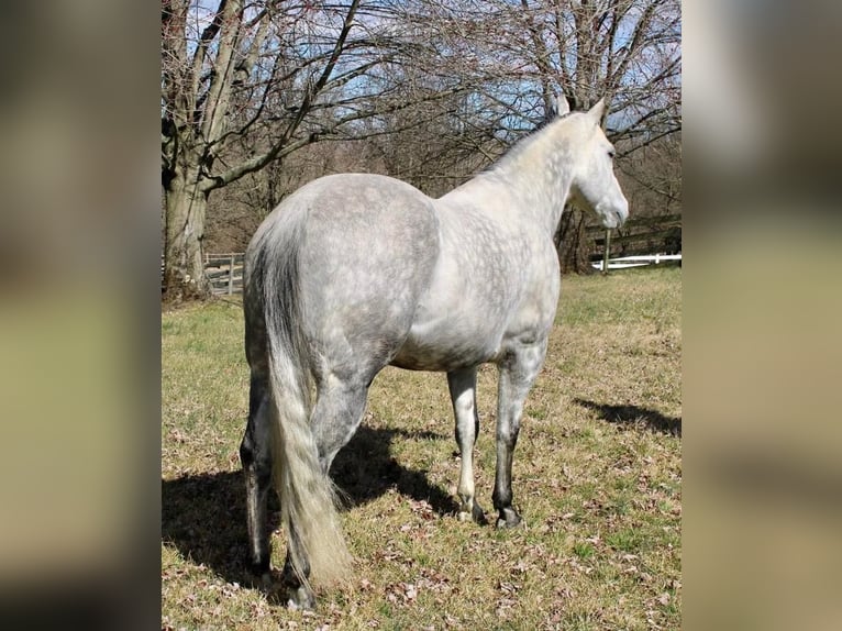 Paint-häst Valack 11 år 152 cm Gråskimmel in Allentown, NJ