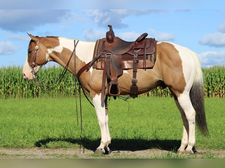 Paint-häst Blandning Valack 11 år 152 cm Gulbrun in Rebersburg, PA