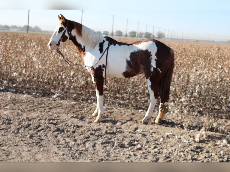 Paint-häst Valack 11 år 152 cm Overo-skäck-alla-färger in El Paso, TX