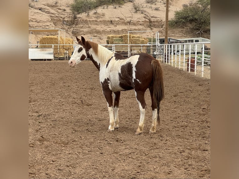 Paint-häst Valack 11 år 152 cm Overo-skäck-alla-färger in El Paso, TX