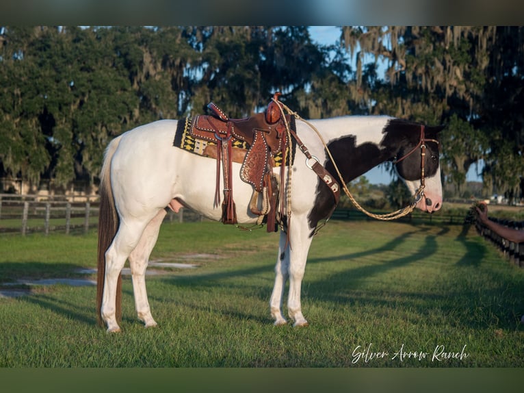 Paint-häst Valack 11 år 152 cm Pinto in Ocala