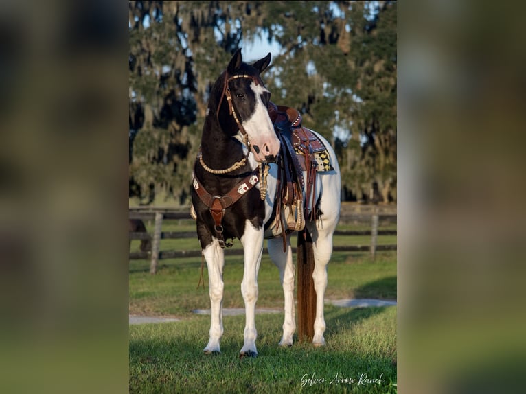 Paint-häst Valack 11 år 152 cm Pinto in Ocala