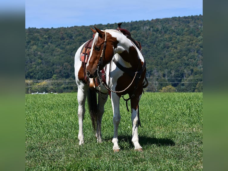 Paint-häst Blandning Valack 11 år 152 cm Pinto in Rebersburg, PA