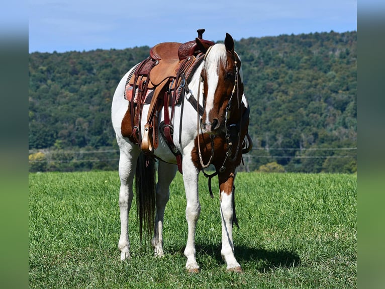 Paint-häst Blandning Valack 11 år 152 cm Pinto in Rebersburg, PA