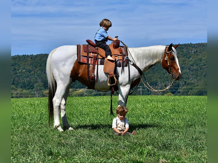 Paint-häst Blandning Valack 11 år 152 cm Pinto in Rebersburg, PA