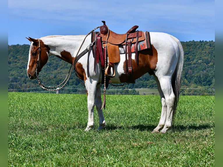 Paint-häst Blandning Valack 11 år 152 cm Pinto in Rebersburg, PA