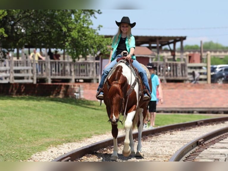 Paint-häst Valack 11 år 152 cm in Joshua, TX