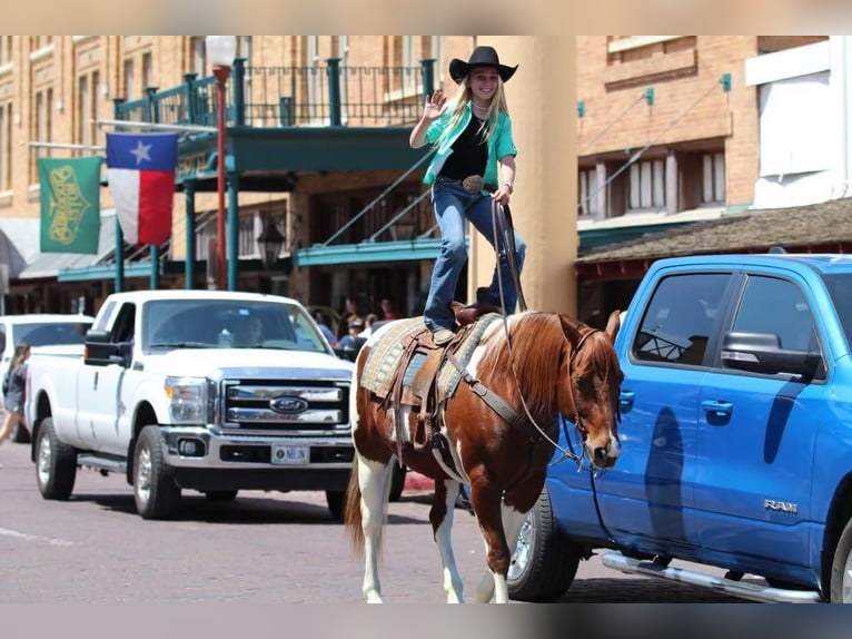 Paint-häst Valack 11 år 152 cm in Joshua, TX
