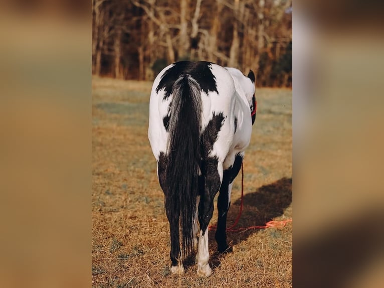 Paint-häst Valack 11 år 152 cm in Lyles, TN