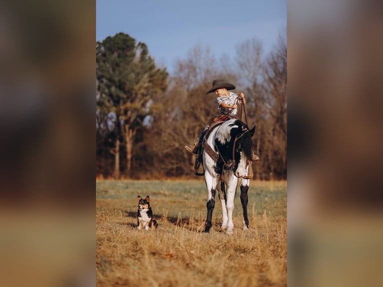 Paint-häst Valack 11 år 152 cm in Lyles, TN