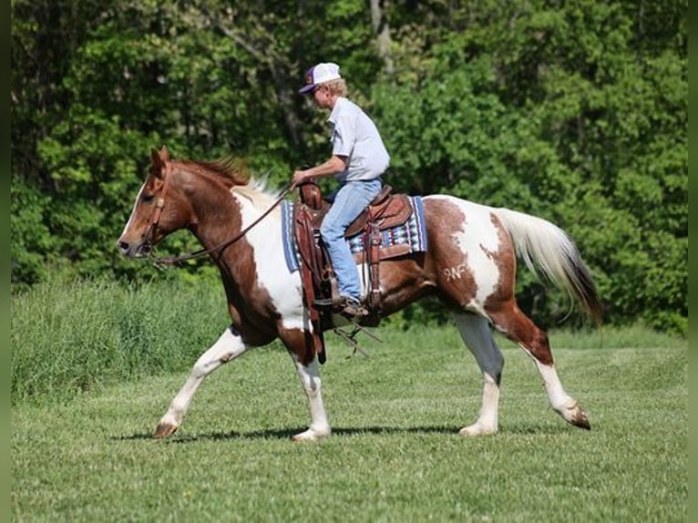 Paint-häst Valack 11 år 155 cm Tobiano-skäck-alla-färger in Level Green KY