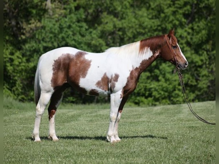 Paint-häst Valack 11 år 155 cm Tobiano-skäck-alla-färger in Level Green KY