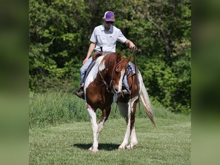 Paint-häst Valack 11 år 155 cm Tobiano-skäck-alla-färger in Level Green KY