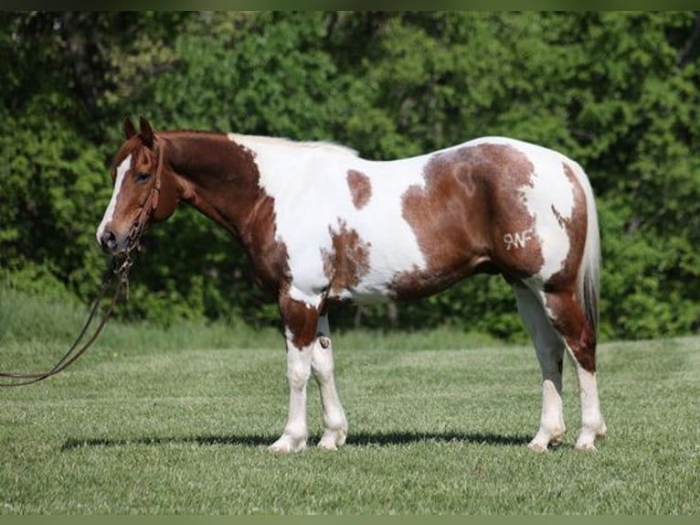 Paint-häst Valack 11 år 155 cm Tobiano-skäck-alla-färger in Level Green KY