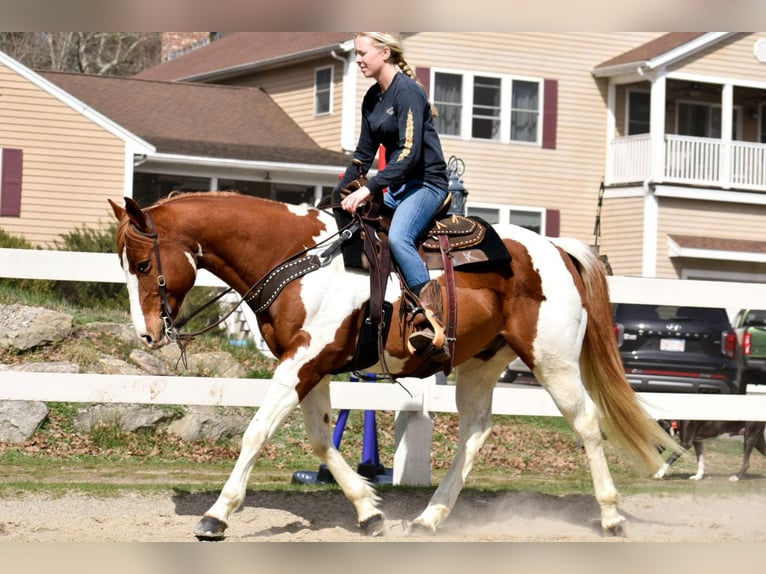 Paint-häst Valack 11 år 157 cm Pinto in Middleboro