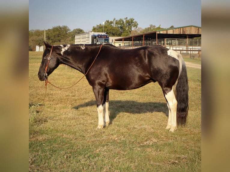 Paint-häst Valack 11 år 160 cm Tobiano-skäck-alla-färger in Keene TX