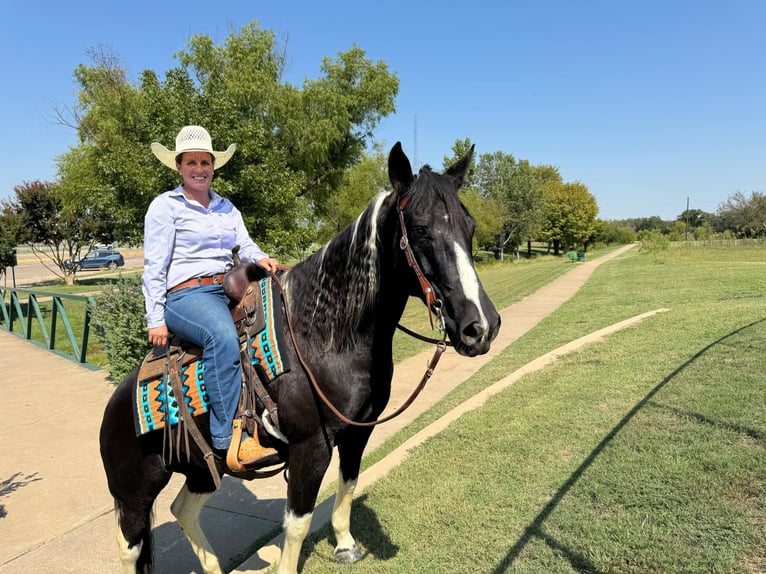 Paint-häst Valack 11 år 160 cm Tobiano-skäck-alla-färger in Keene TX