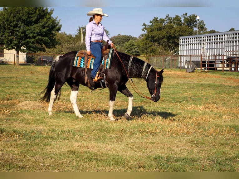 Paint-häst Valack 11 år 160 cm Tobiano-skäck-alla-färger in Keene TX