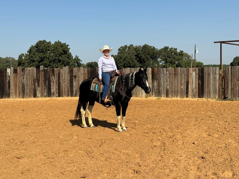 Paint-häst Valack 11 år 160 cm Tobiano-skäck-alla-färger in Keene TX