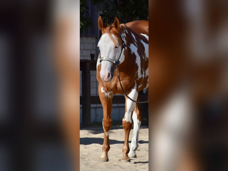 Paint-häst Valack 11 år 162 cm Overo-skäck-alla-färger in Großbeeren