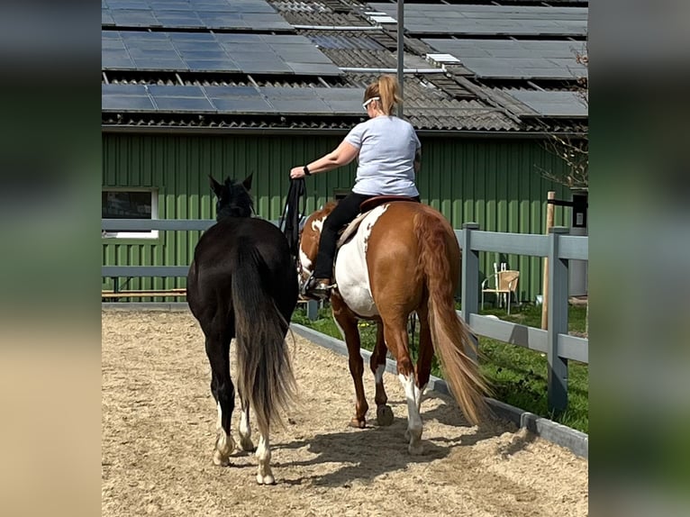 Paint-häst Valack 11 år 162 cm Overo-skäck-alla-färger in Großbeeren