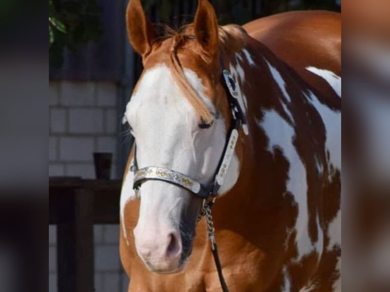 Paint-häst Valack 11 år 162 cm Overo-skäck-alla-färger in Großbeeren