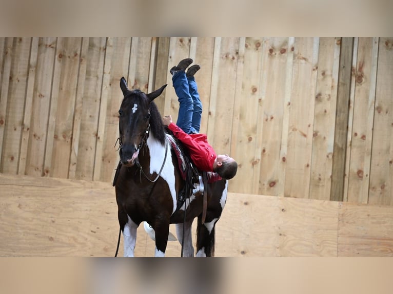 Paint-häst Valack 11 år Tobiano-skäck-alla-färger in Millersburg OH