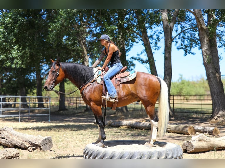 Paint-häst Valack 11 år Tobiano-skäck-alla-färger in Pleasant Grove CA