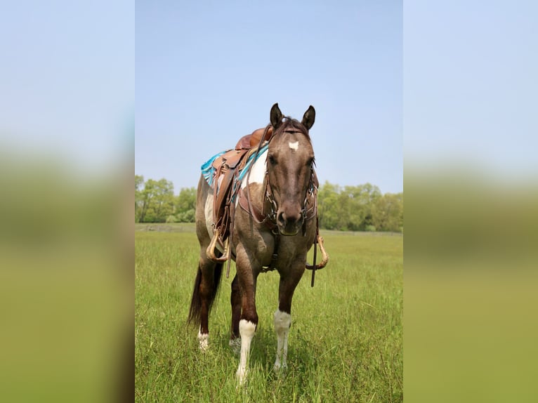 Paint-häst Valack 11 år Tobiano-skäck-alla-färger in Highland MI