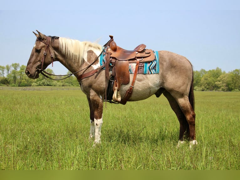 Paint-häst Valack 11 år Tobiano-skäck-alla-färger in Highland MI