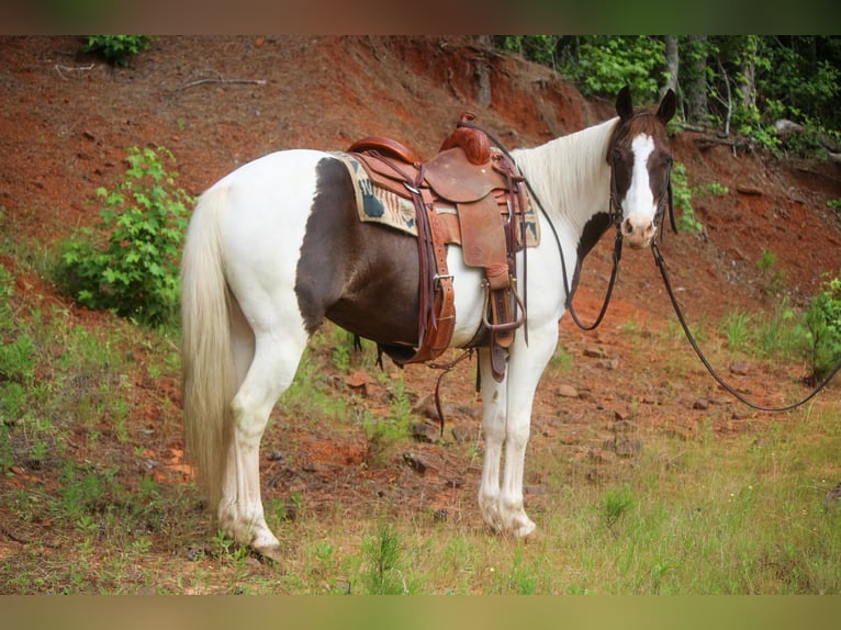 Paint-häst Valack 12 år 150 cm Tobiano-skäck-alla-färger in Rusk TX