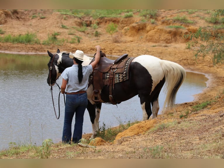 Paint-häst Valack 12 år 152 cm Tobiano-skäck-alla-färger in Cleburne TX