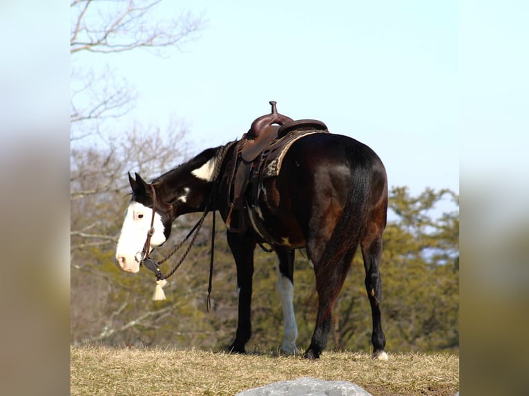 Paint-häst Valack 12 år 155 cm Overo-skäck-alla-färger in Rebersburg, PA