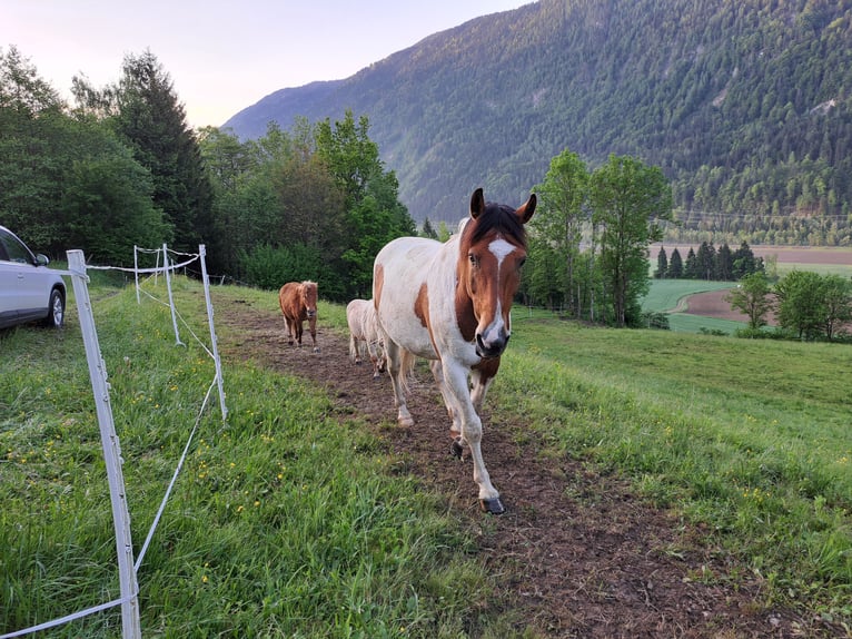 Paint-häst Blandning Valack 12 år 165 cm Pinto in Hermagor-Pressegger See