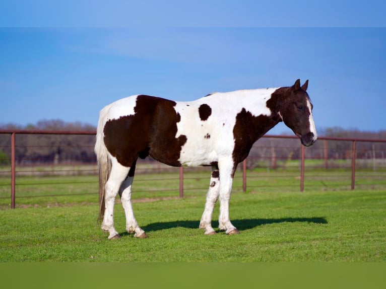 Paint-häst Valack 13 år 150 cm Pinto in Kaufman