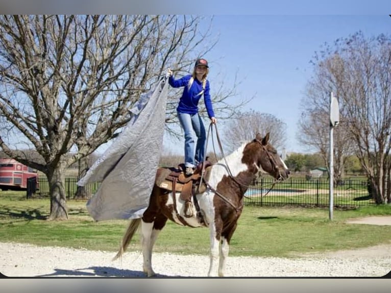 Paint-häst Valack 13 år 150 cm Pinto in Kaufman