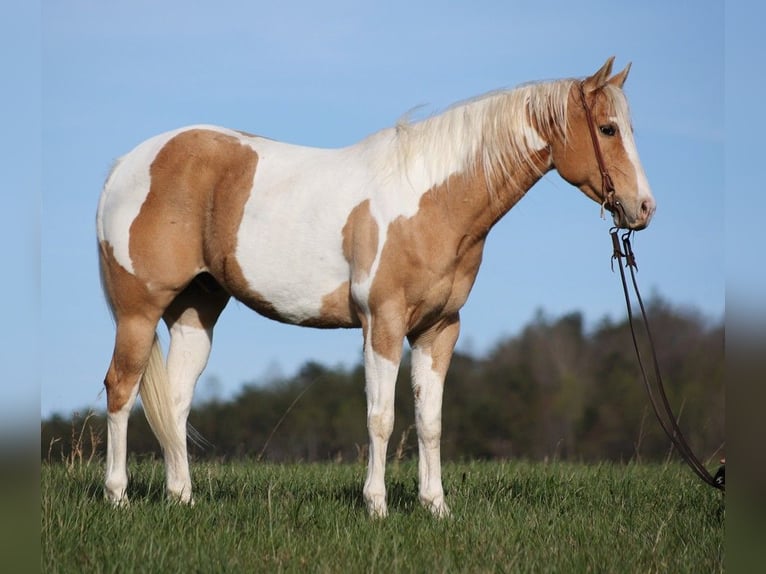 Paint-häst Valack 13 år 152 cm Palomino in Brodhead KY